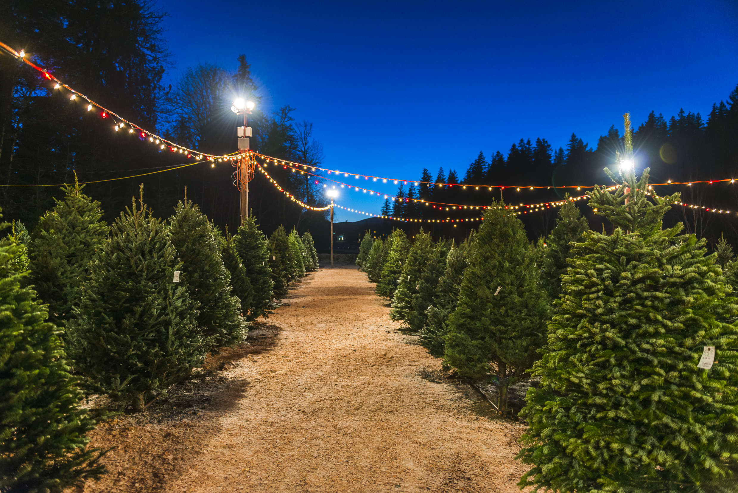 Christmas Trees in Short Supply this Season